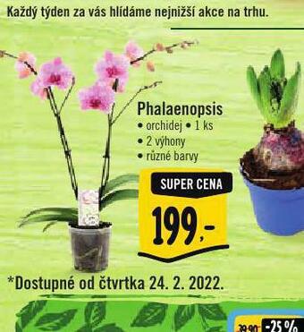 Albert Orchidea - phalaenopsis nabídka