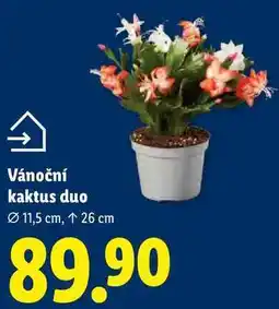 Lidl Vánoční kaktus duo nabídka