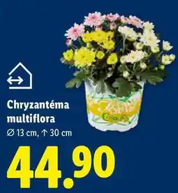 Lidl Chryzantéma multiflora nabídka