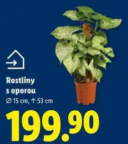 Lidl Rostliny s oporou nabídka