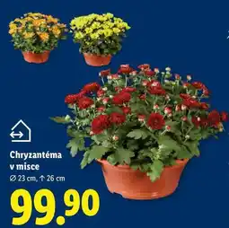 Lidl Chryzantéma v misce nabídka