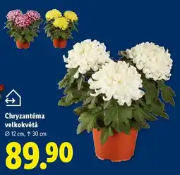 Lidl Chryzantéma velkokvětá nabídka