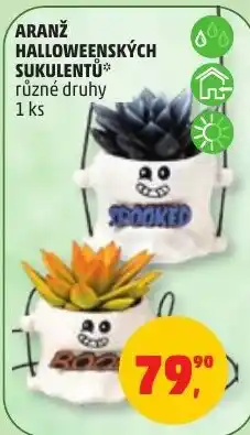 Penny Market Aranž halloweenškých sukulentů nabídka