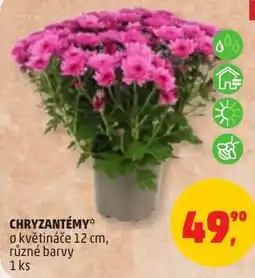 Penny Market Chryzantémy nabídka
