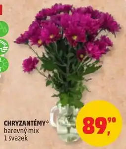 Penny Market Chryzantémy barevný mix nabídka