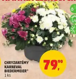 Penny Market Biedermeier chryzantémy karneval nabídka