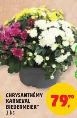 Penny Market Chrysanthémy karneval biedermeier nabídka