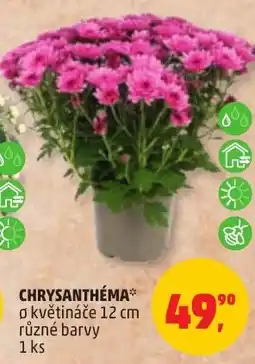 Penny Market Chrysanthéma nabídka