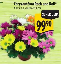 Albert Chryzantéma Rock and Roll nabídka