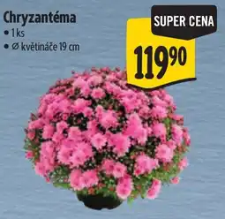 Albert Chryzantéma nabídka