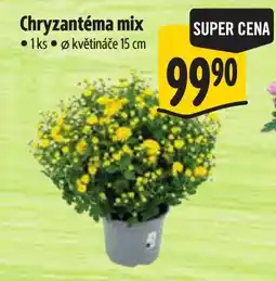 Albert Chryzantéma mix nabídka