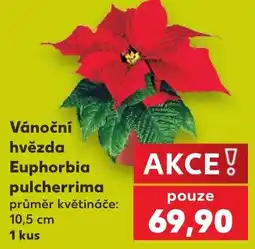 Kaufland Euphorbia hvězda pulcherrima nabídka