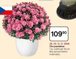 Tesco Chryzantéma nabídka