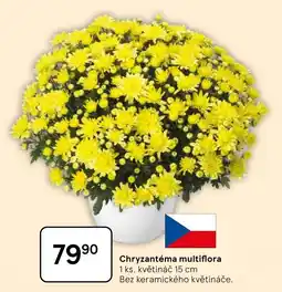 Tesco Chryzantéma multiflora nabídka