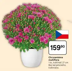 Tesco Chryzantéma multiflora nabídka