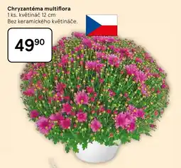 Tesco Chryzantéma multiflora nabídka