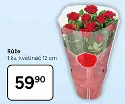 Tesco Růže nabídka