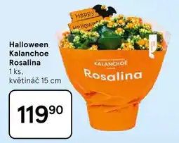 Tesco Rosalina Halloween Kalanchoe nabídka