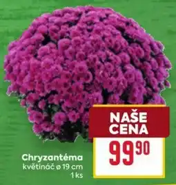 Billa Chryzantéma nabídka