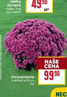 Billa Chryzantéma květináč ø 19 cm 1ks nabídka