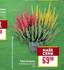Billa Vřes Smixies květináč o 11 cm 1ks nabídka
