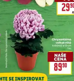 Billa Chryzantéma velkokvětá květináč o 13 cm 1ks nabídka