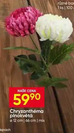 Hruška Chryzanthéma plnokvětá 12 cm, 66 cm nabídka