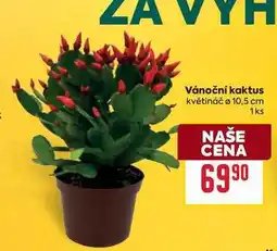 Billa Vánoční kaktus květináč ø 10,5 cm nabídka