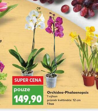 Kaufland Orchidea phalaenopsis nabídka