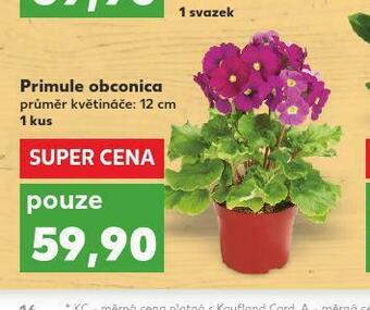 Primule obconica