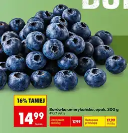 Biedronka Polsko Borówka amerykańska nabídka