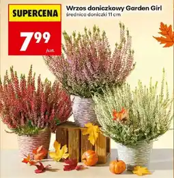 Biedronka Polsko Garden Girl wrzos doniczkowy nabídka