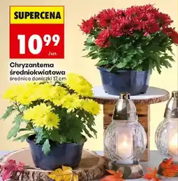 Biedronka Polsko Chryzantema średniokwiatowa nabídka