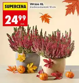 Biedronka Polsko Wrzos XL nabídka