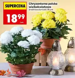 Biedronka Polsko Chryzantema polska wielkokwiatowa nabídka