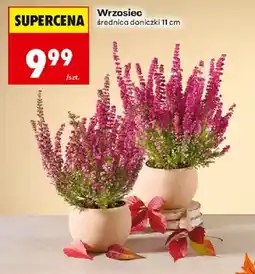 Biedronka Polsko Wrzosiec nabídka