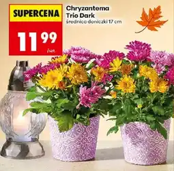 Biedronka Polsko Chryzantema Trio Dark nabídka