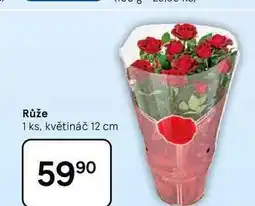 Tesco Růže, 1 ks, květináč 12 cm nabídka