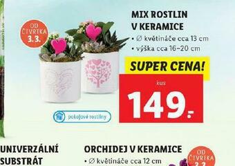 Lidl Mix rostlin v keramice nabídka