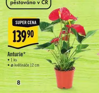 Anturie