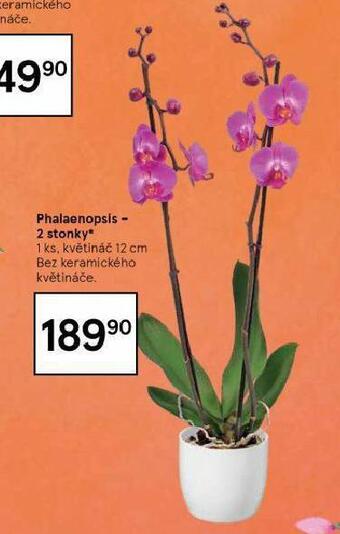Tesco Orchidea - phalaenopsis nabídka
