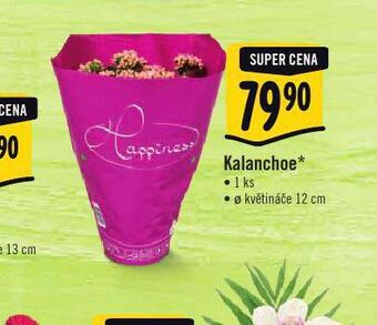 Albert Kalanchoe nabídka