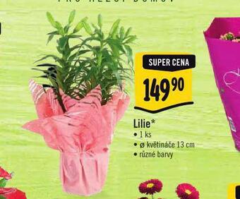 Albert Lilie nabídka