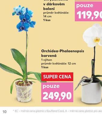 Kaufland Orchidea - phalaenopsis nabídka