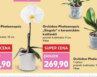 Kaufland Orchidea - phalaenopsis nabídka