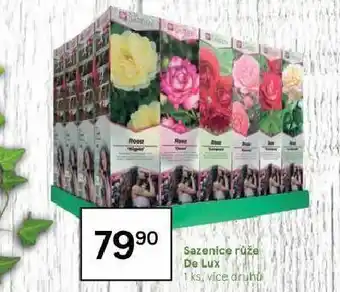 Tesco Sazenice růže de lux nabídka