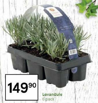 Levandule