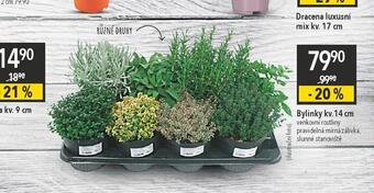 Globus Bylinky nabídka