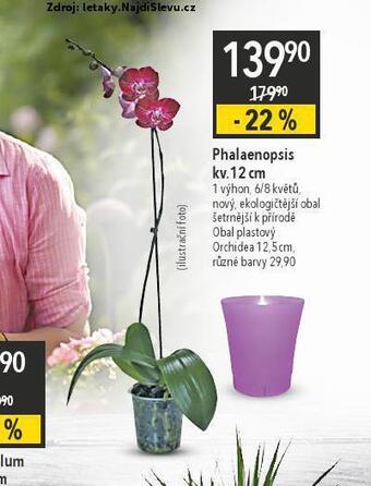 Globus Orchidea - phalaenopsis nabídka