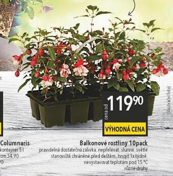 Globus Balkonové rostliny nabídka